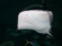 Oceanarium (12) * 2032 x 1524 * (294KB)
